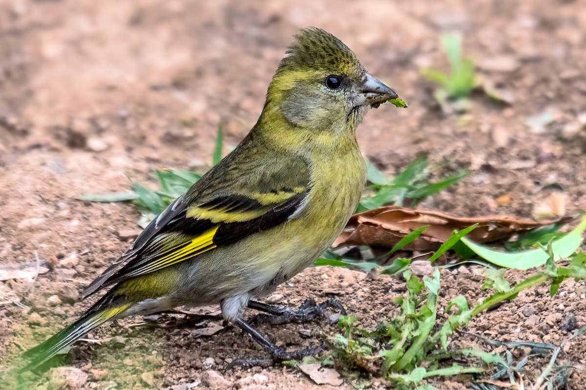 Black-chinned Siskin - ML610489914