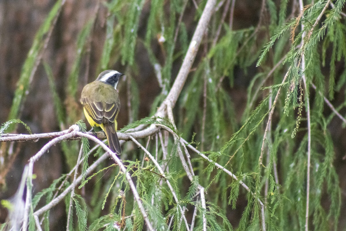 Social Flycatcher - ML610489927