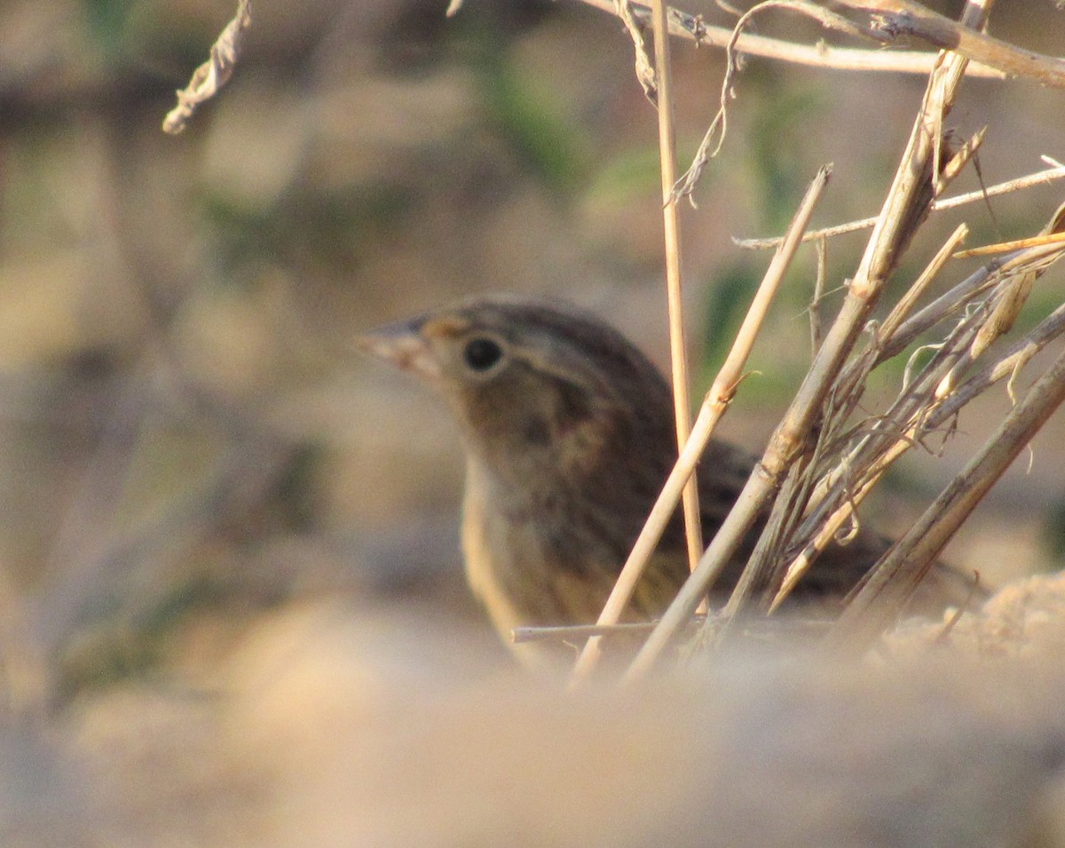 Grasshopper Sparrow - Julie  Michael