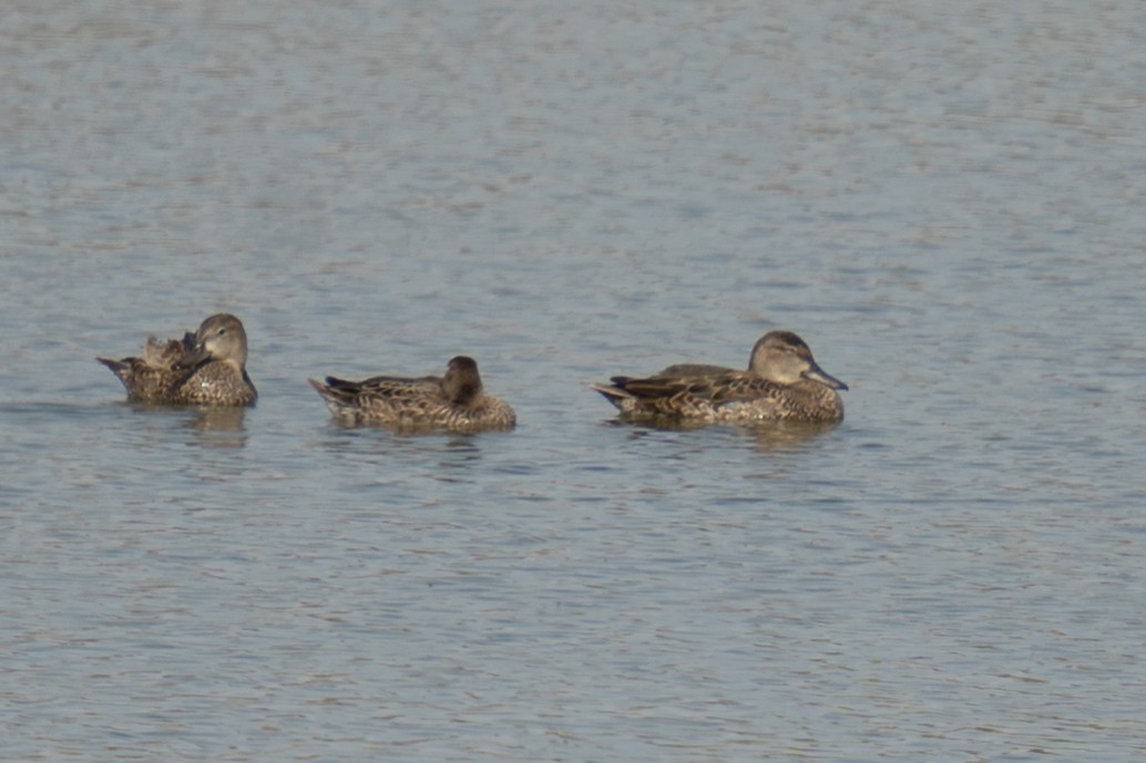 Blue-winged Teal - ML610489945