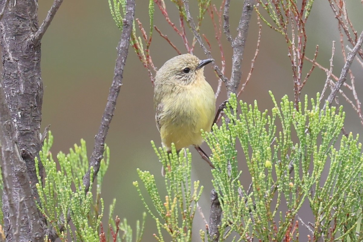 Yellow Thornbill - ML610489949