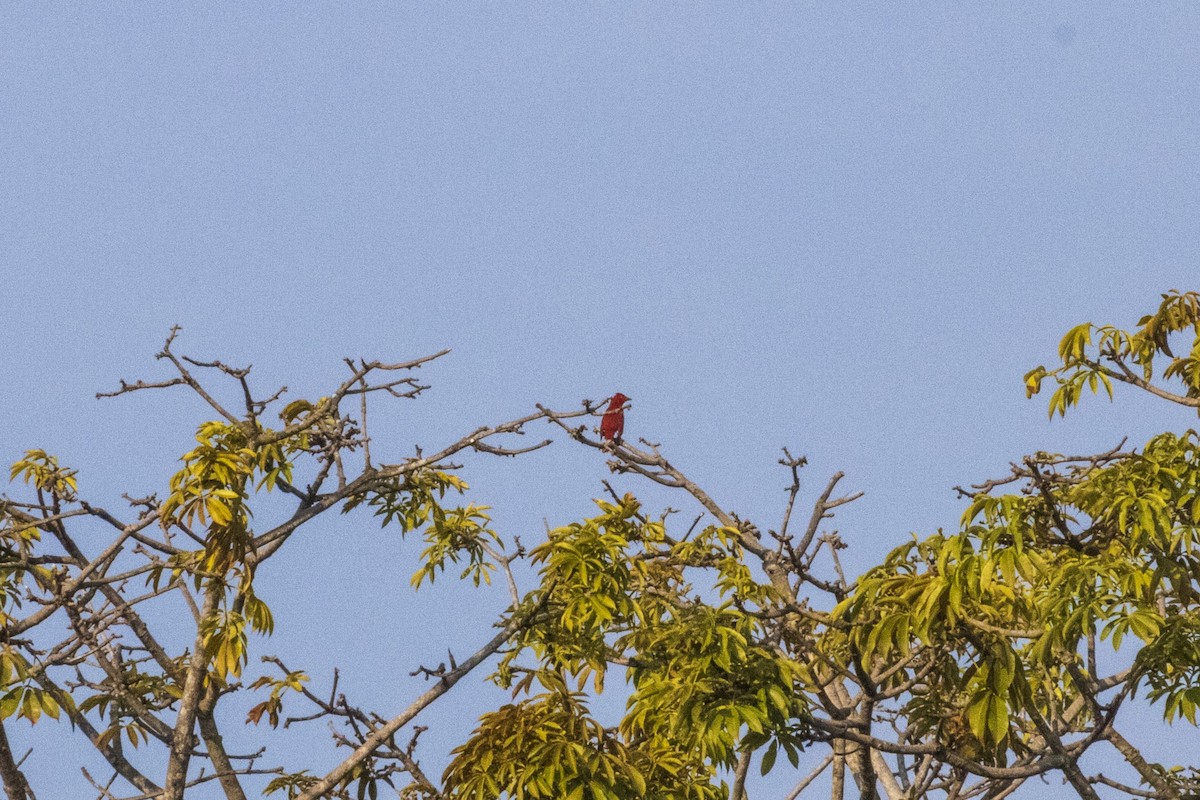 Summer Tanager - ML610489951