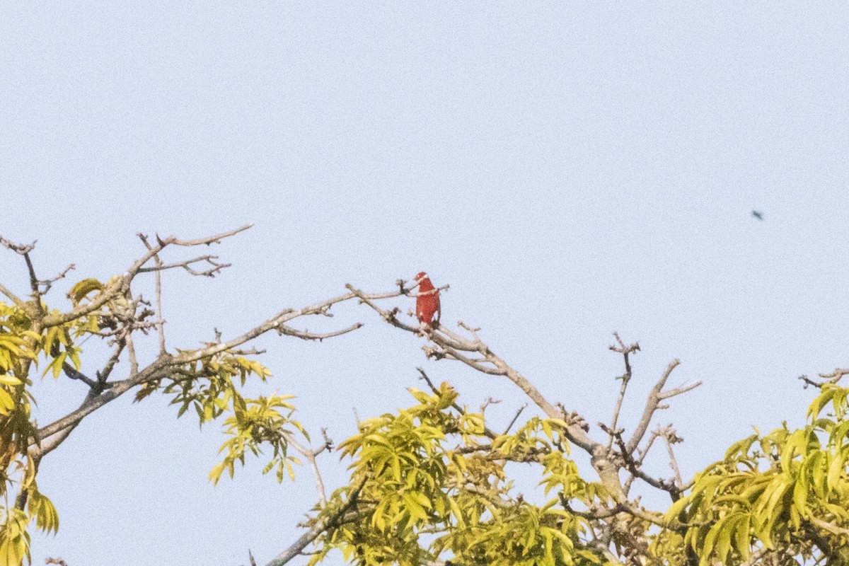 Summer Tanager - ML610489952