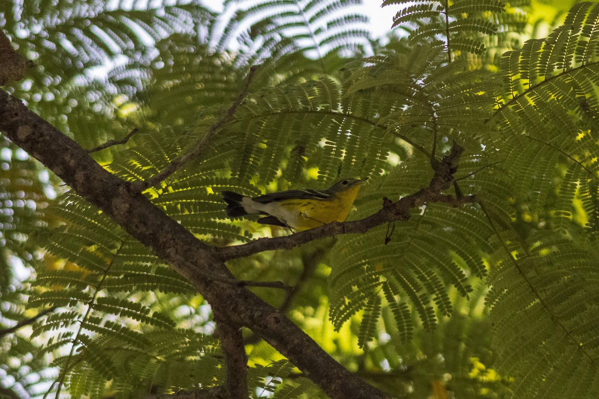 Magnolia Warbler - Gustavo Jiménez