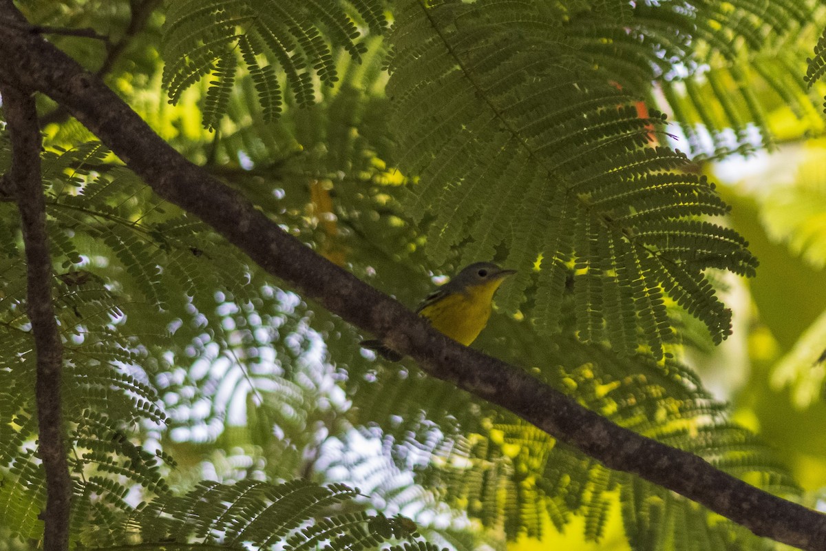 Magnolia Warbler - ML610489974