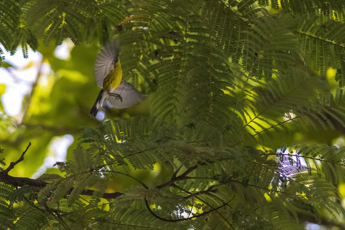 Magnolia Warbler - ML610489975