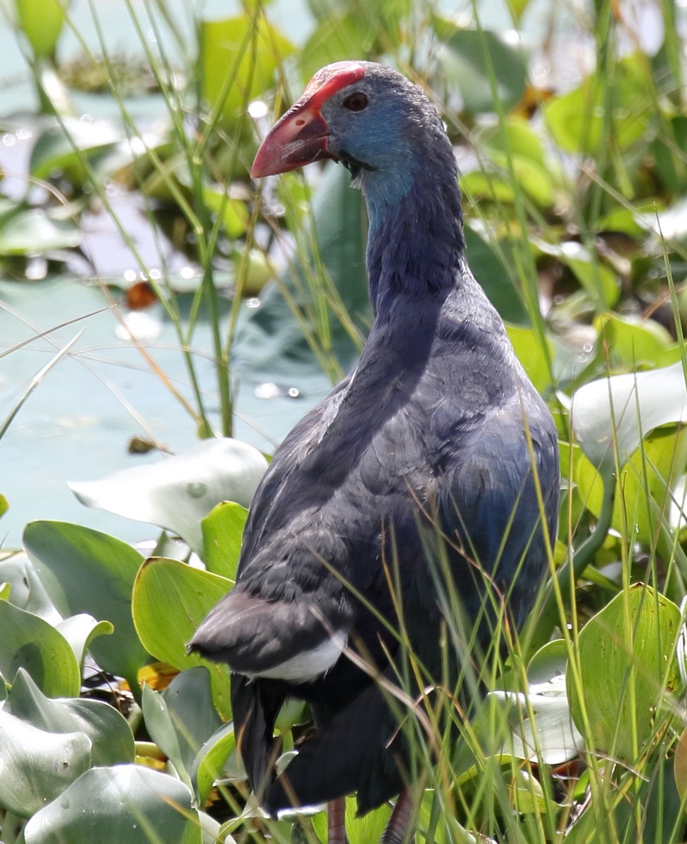 Gray-headed Swamphen - ML610490006