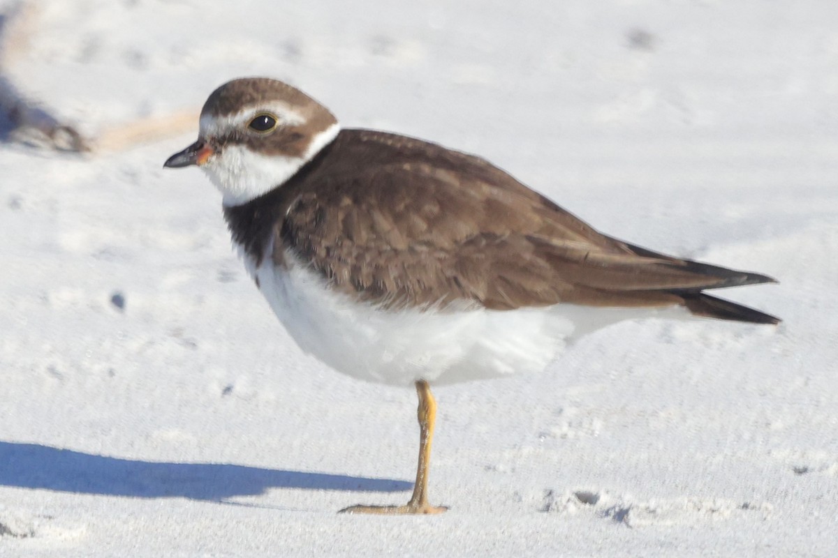 Semipalmated Plover - ML610490111