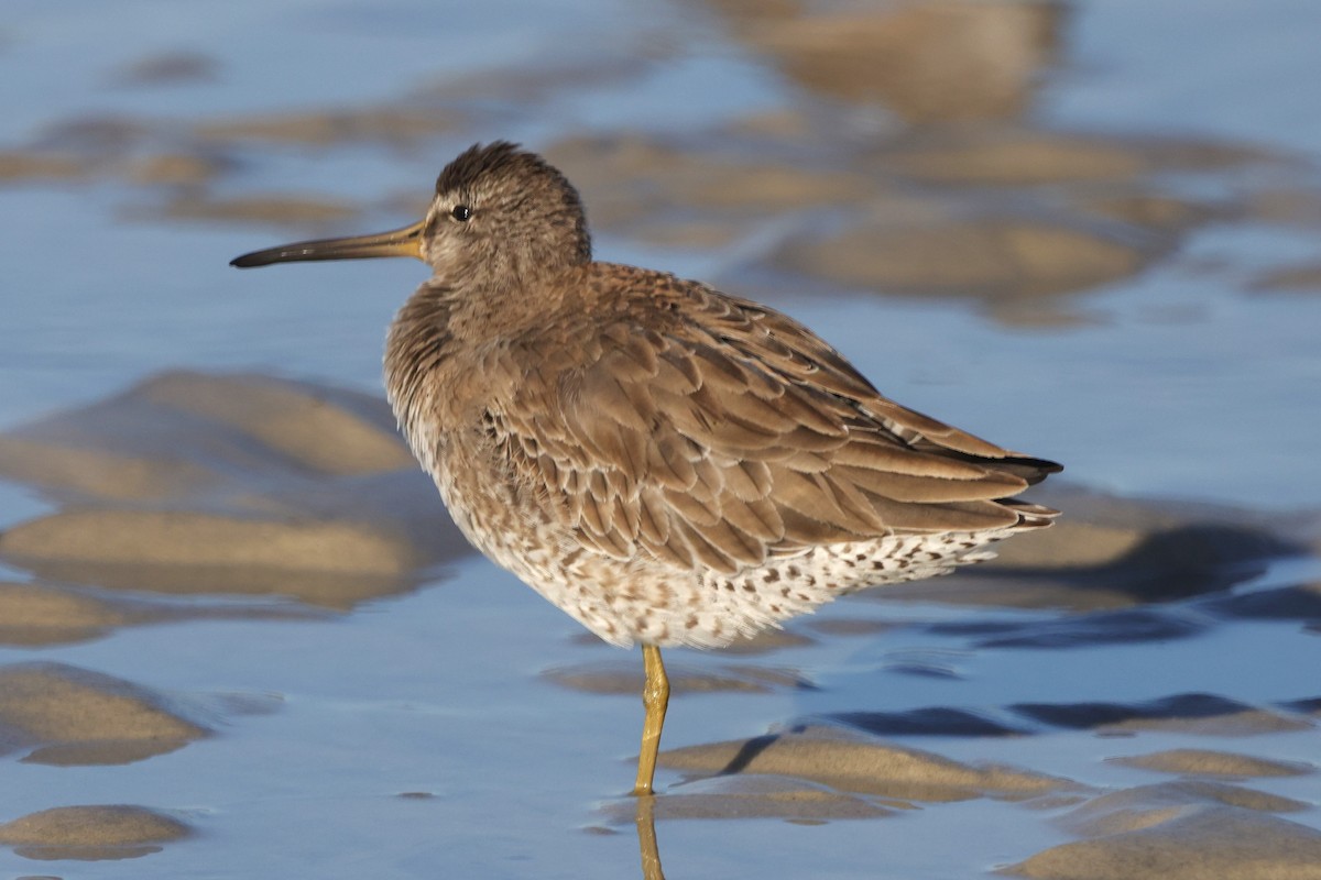 Short-billed Dowitcher - David Wilson