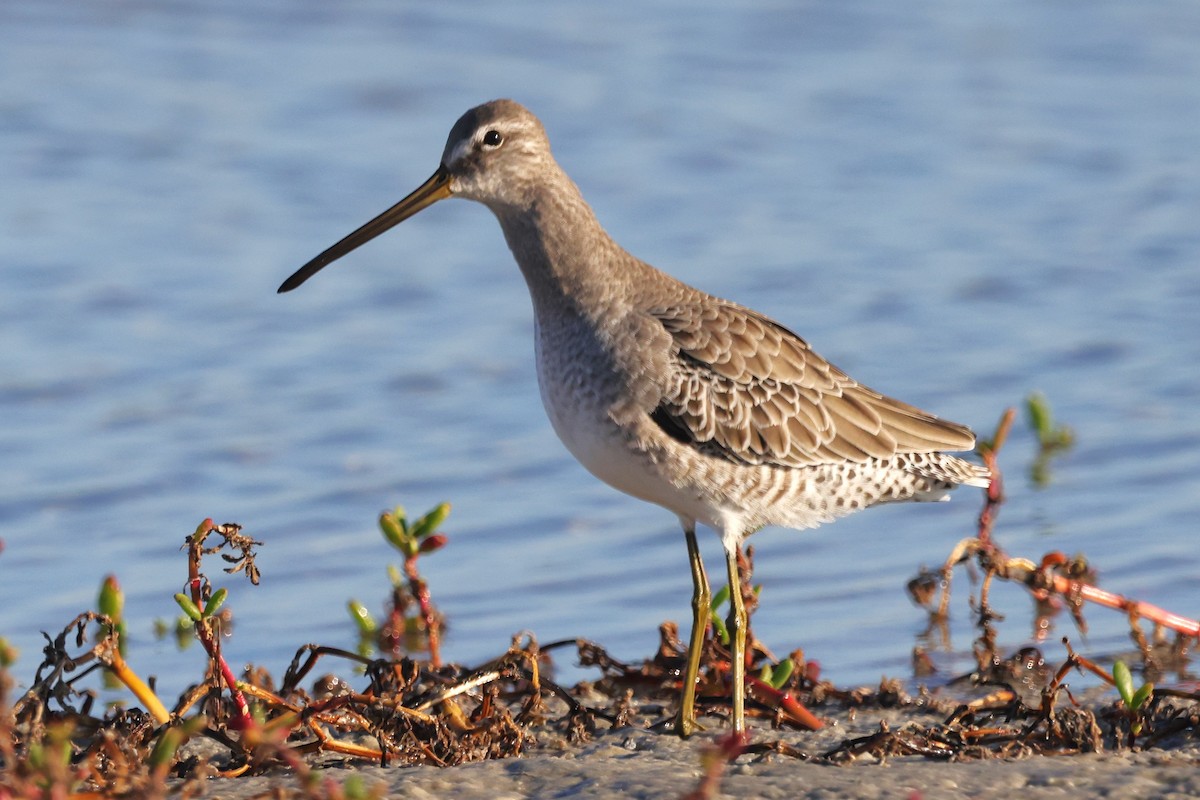 Long-billed Dowitcher - David Wilson