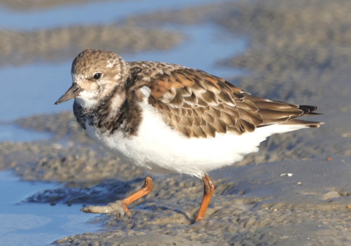 Ruddy Turnstone - David Wilson