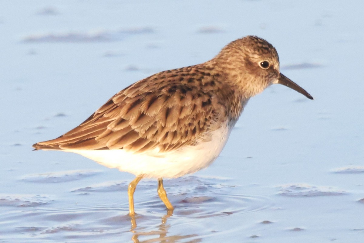 pygmésnipe - ML610490225