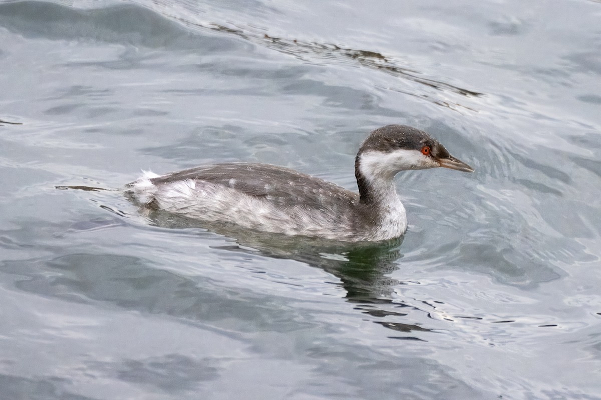 Horned Grebe - ML610490237