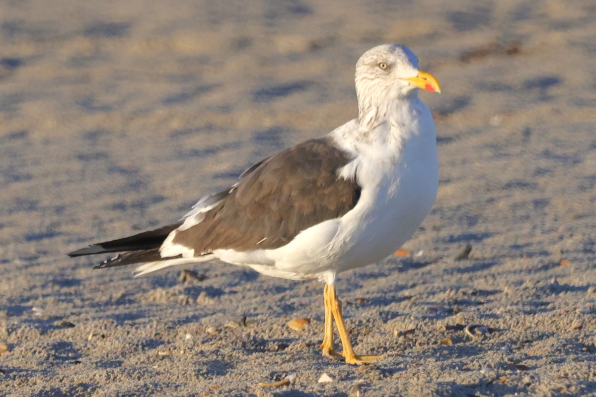 Gaviota Sombría - ML610490245