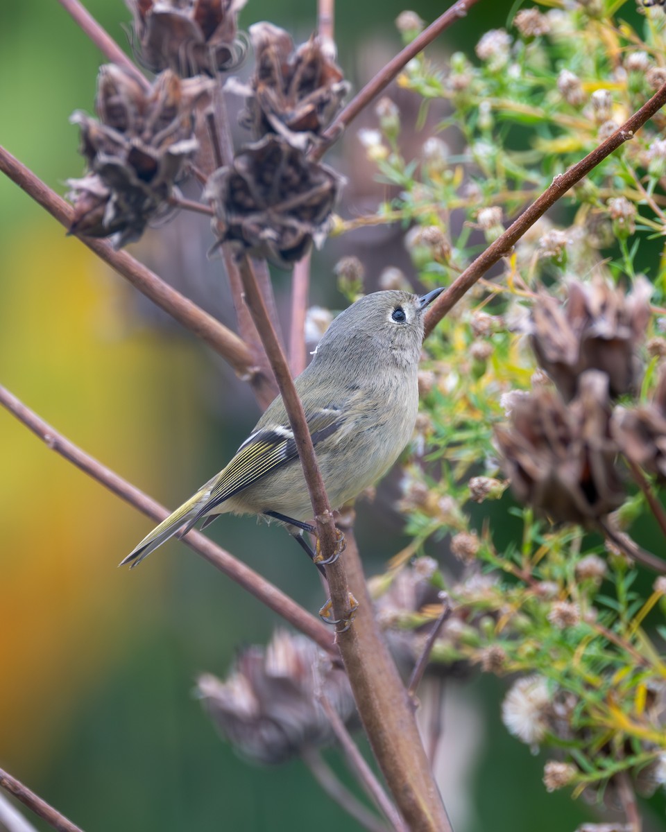 Roitelet à couronne rubis - ML610490251