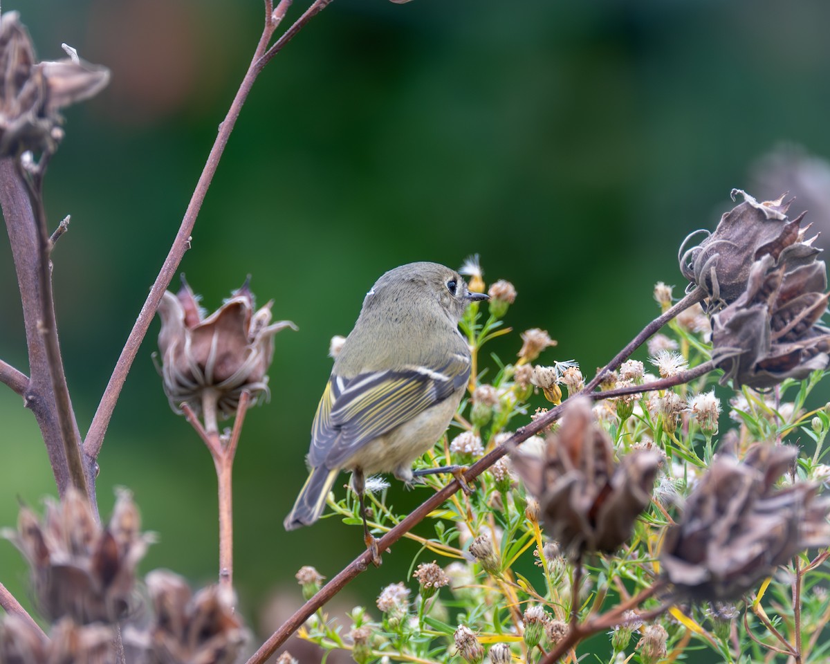 Ruby-crowned Kinglet - ML610490253