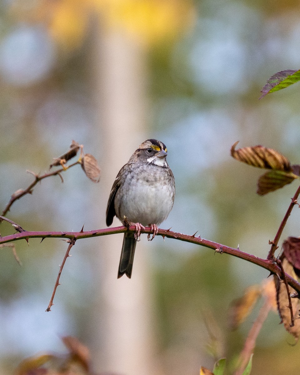 White-throated Sparrow - Peter Rosario