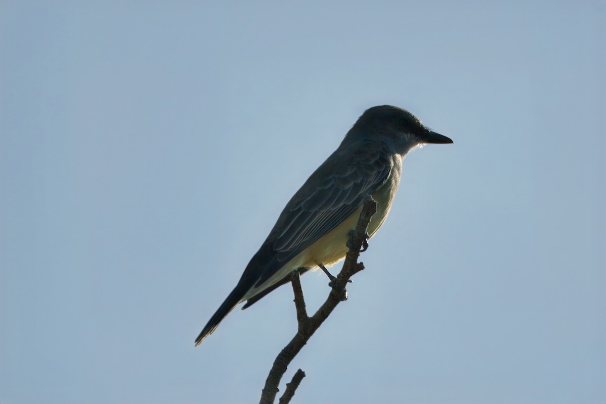 Cassin's Kingbird - ML610490316