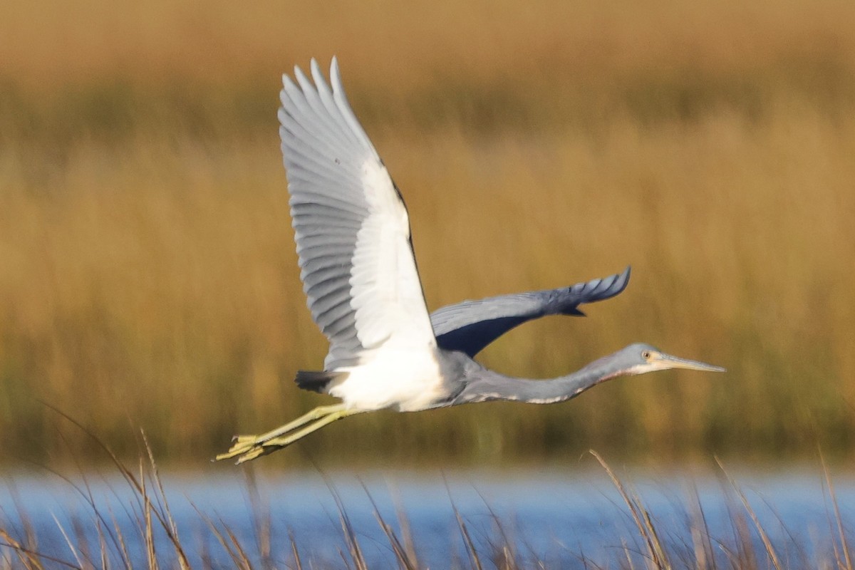 Tricolored Heron - ML610490327