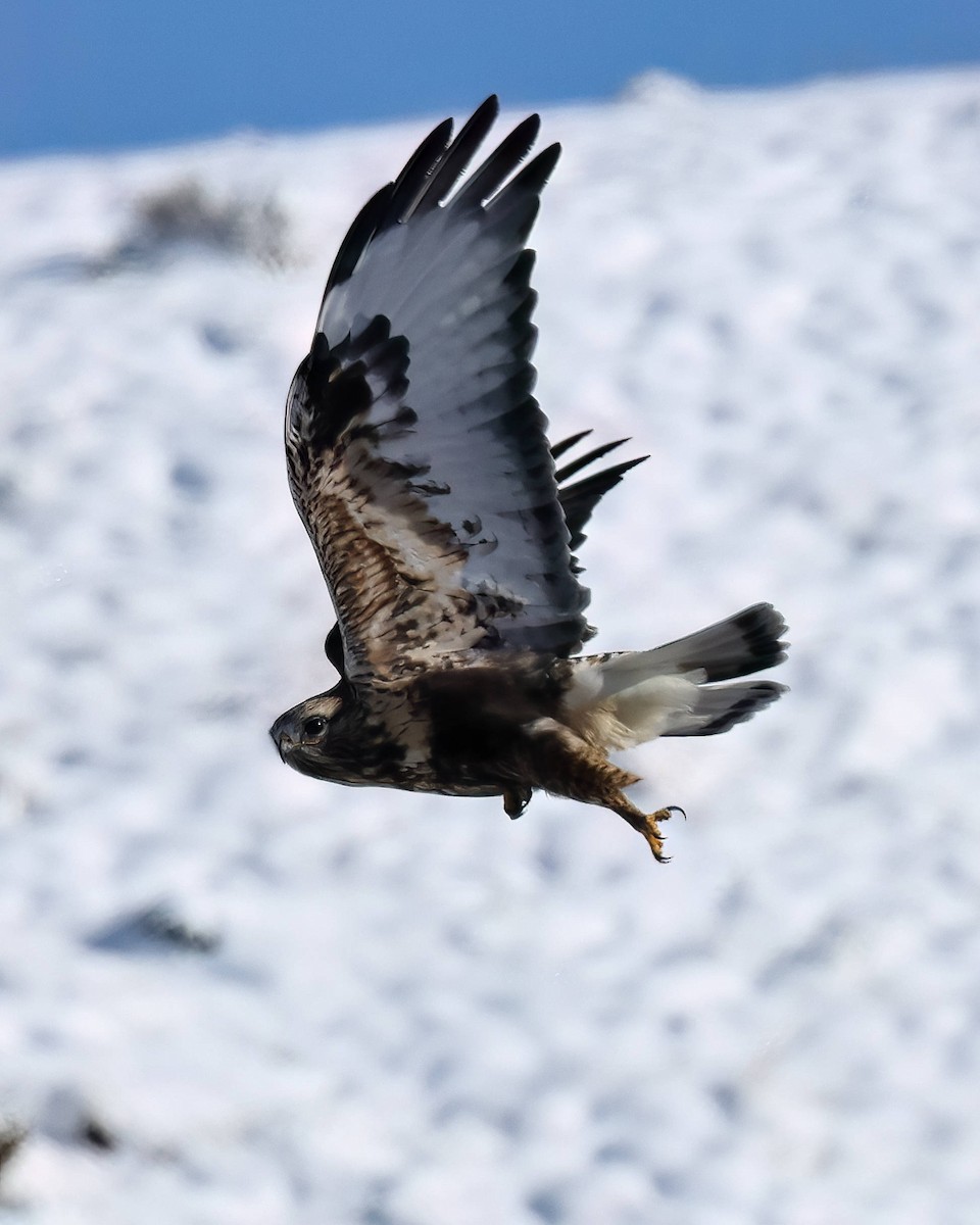 Raufußbussard - ML610490342