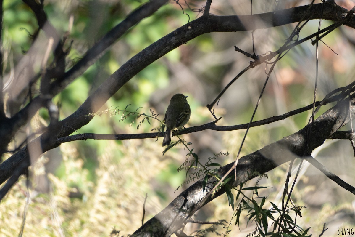 Western Flycatcher - ML610490358