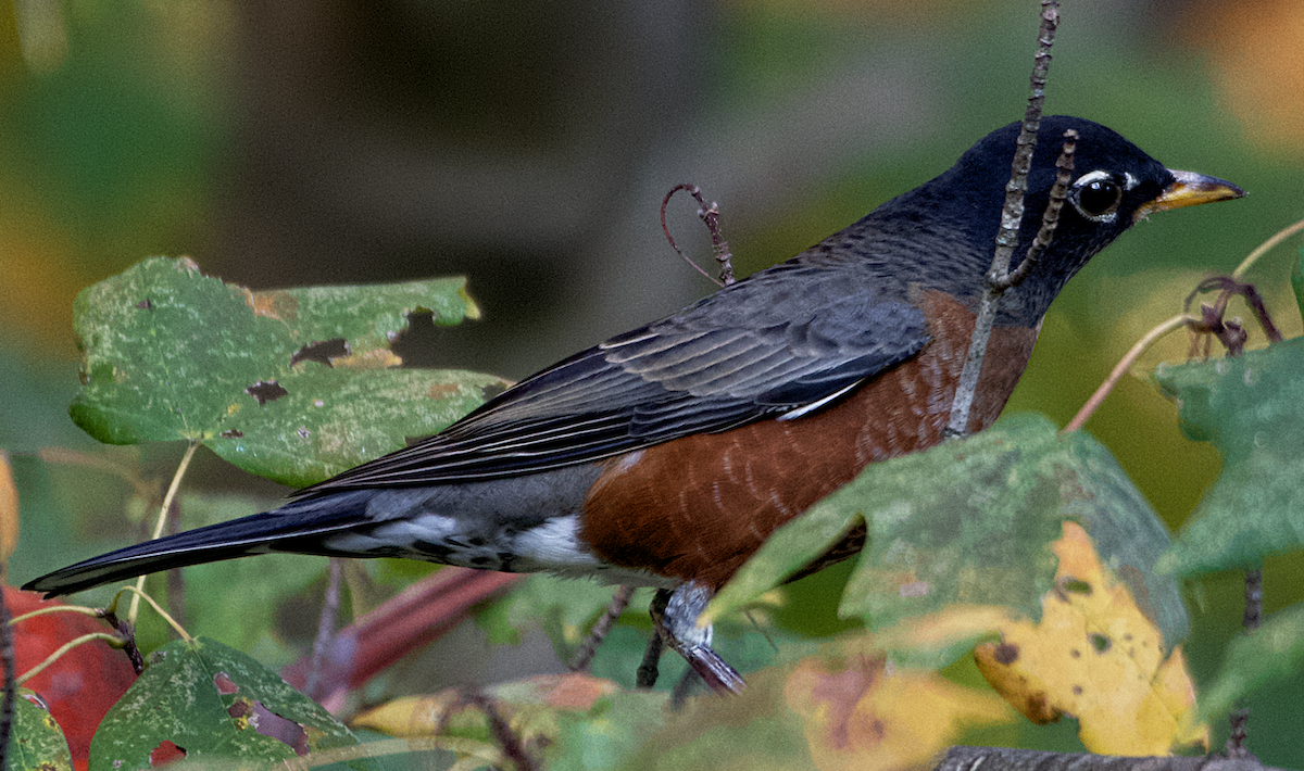 American Robin - ML610490418