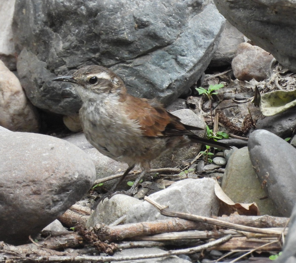 Cream-winged Cinclodes - ML610490490