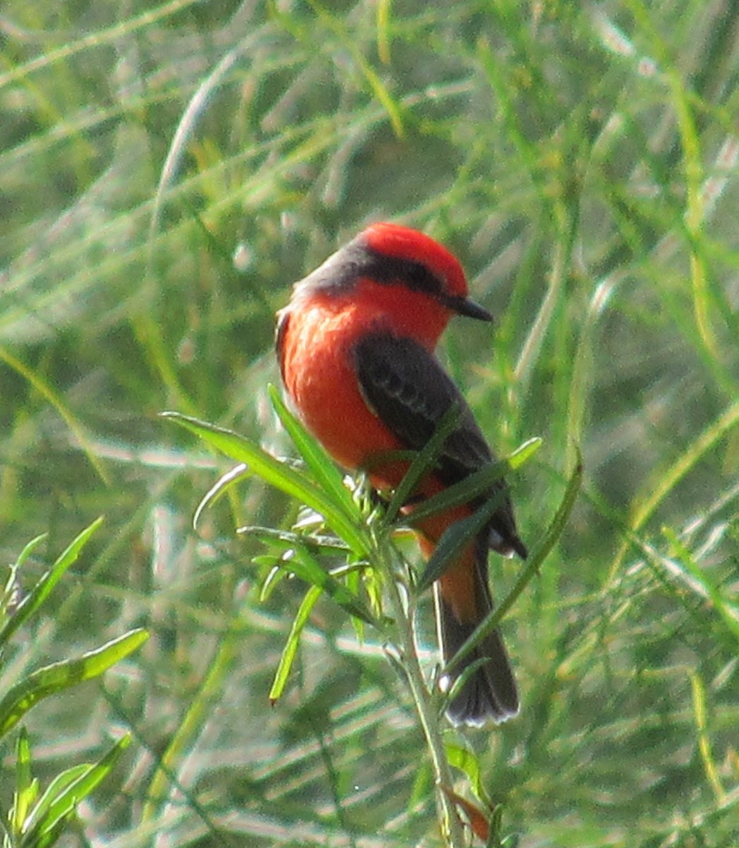 Vermilion Flycatcher - ML610490671