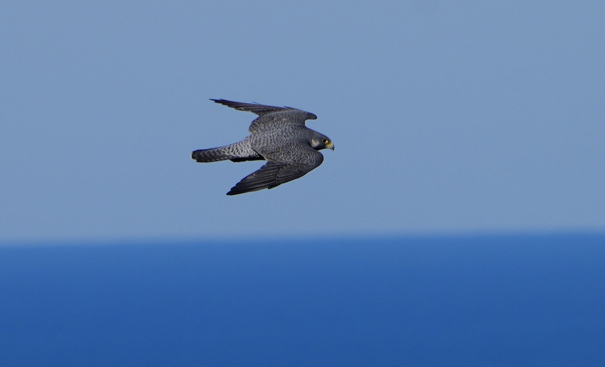 Peregrine Falcon - ML610490713