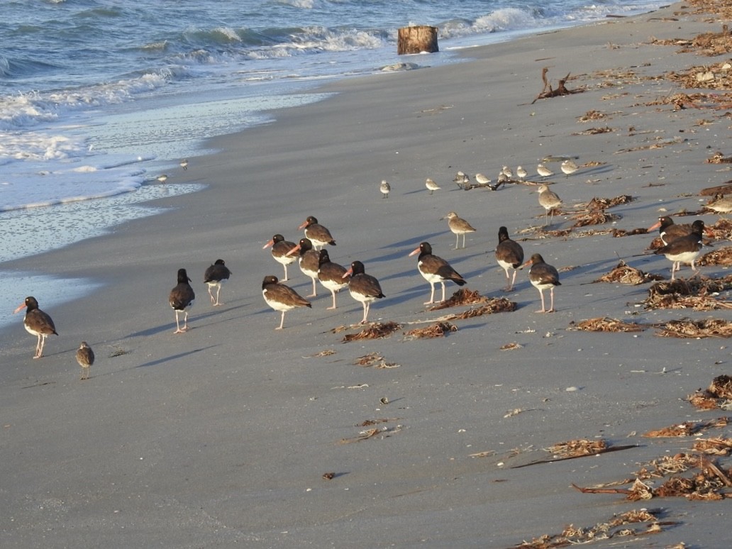 ústřičník americký - ML610490714