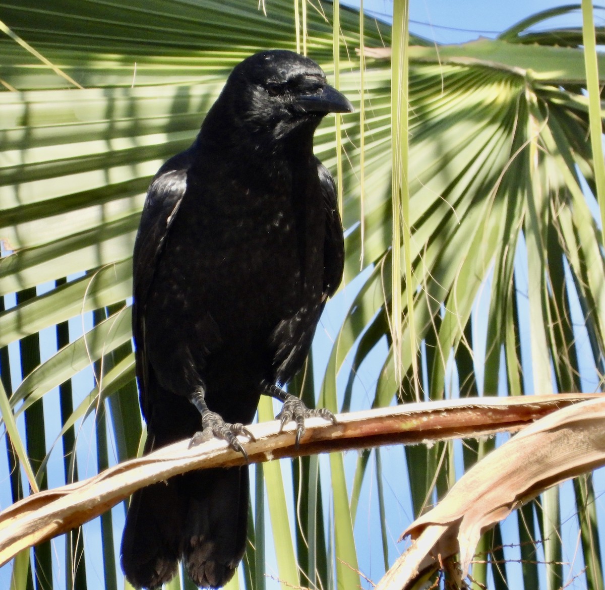 Ворона американська - ML610490743