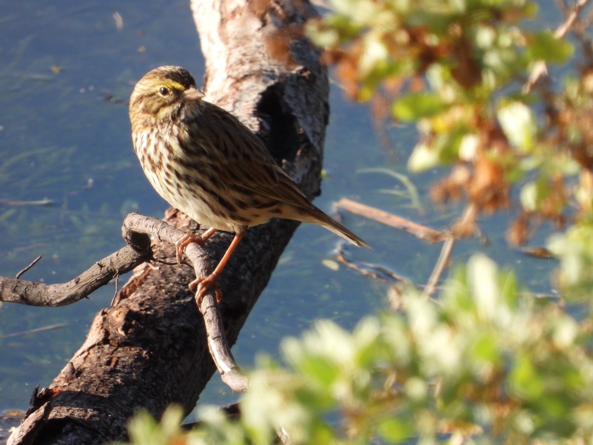 Savannah Sparrow - ML610490763