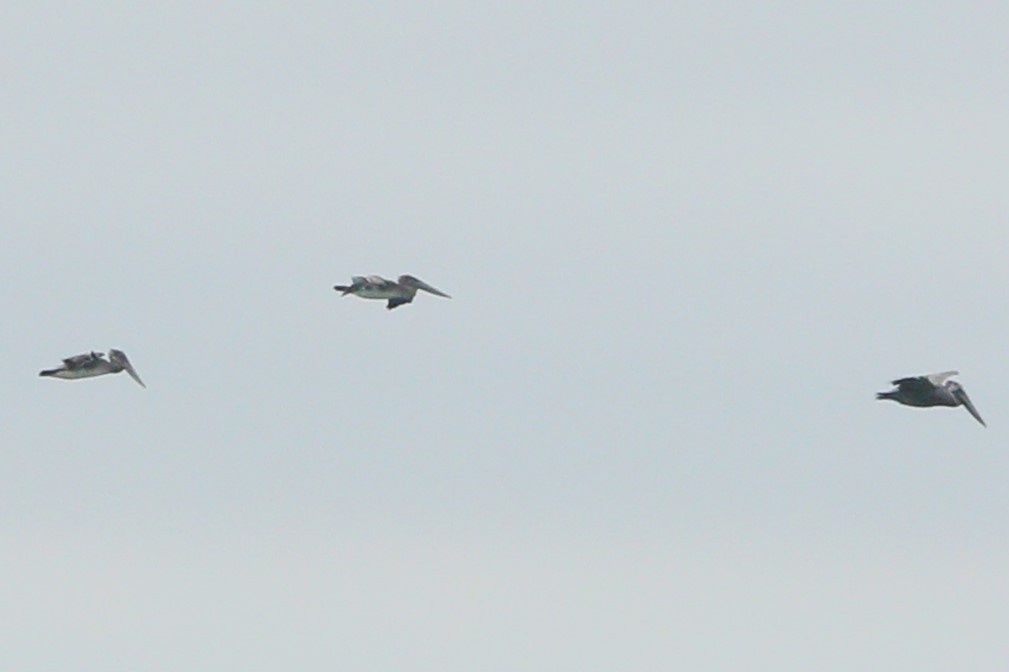 Brown Pelican - Samrudh Nandagopal