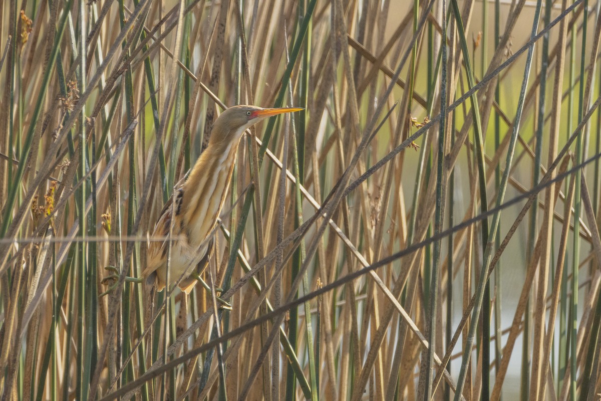 Stripe-backed Bittern - ML610490814