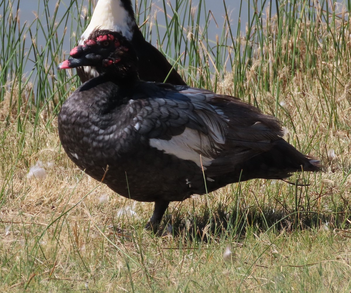 Muscovy Duck (Domestic type) - Dave Hawksworth