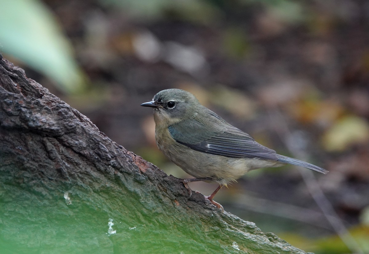 Blaurücken-Waldsänger - ML610490863