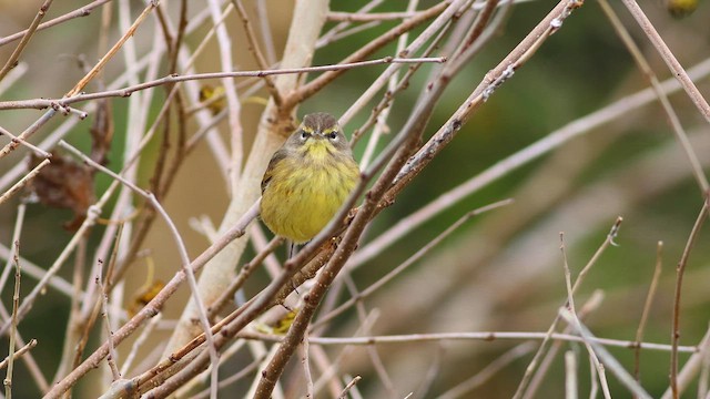 Palm Warbler (Yellow) - ML610490865