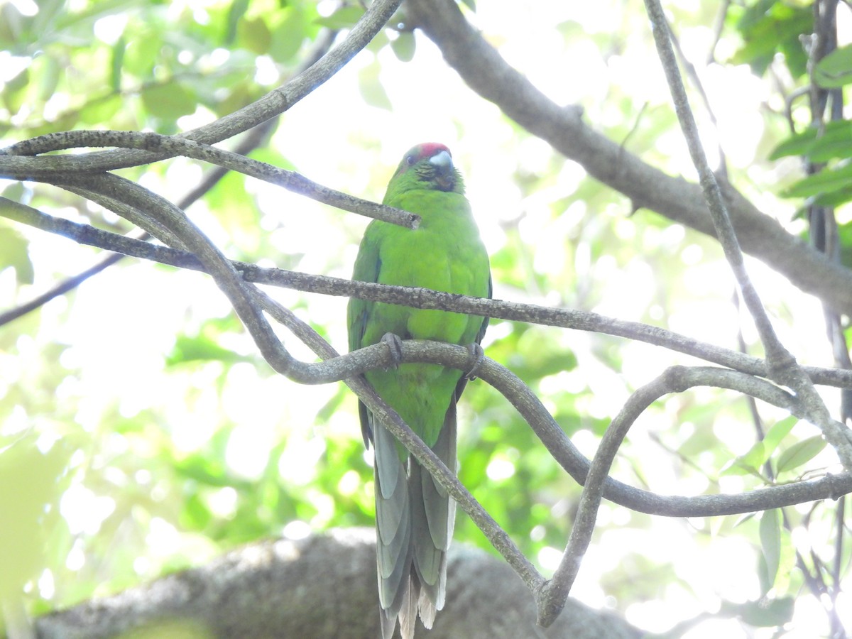 kakariki norfolcký (ssp. cookii) - ML610490899