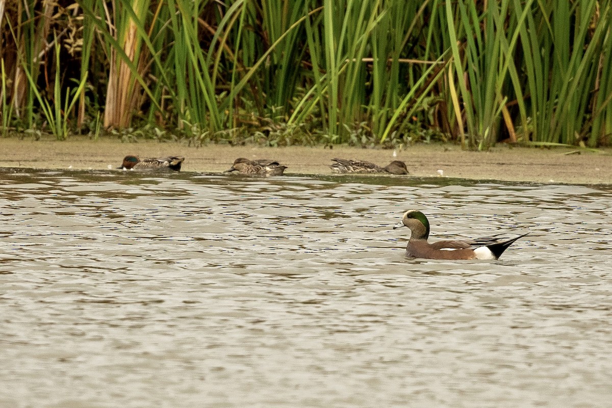 American Wigeon - ML610490909