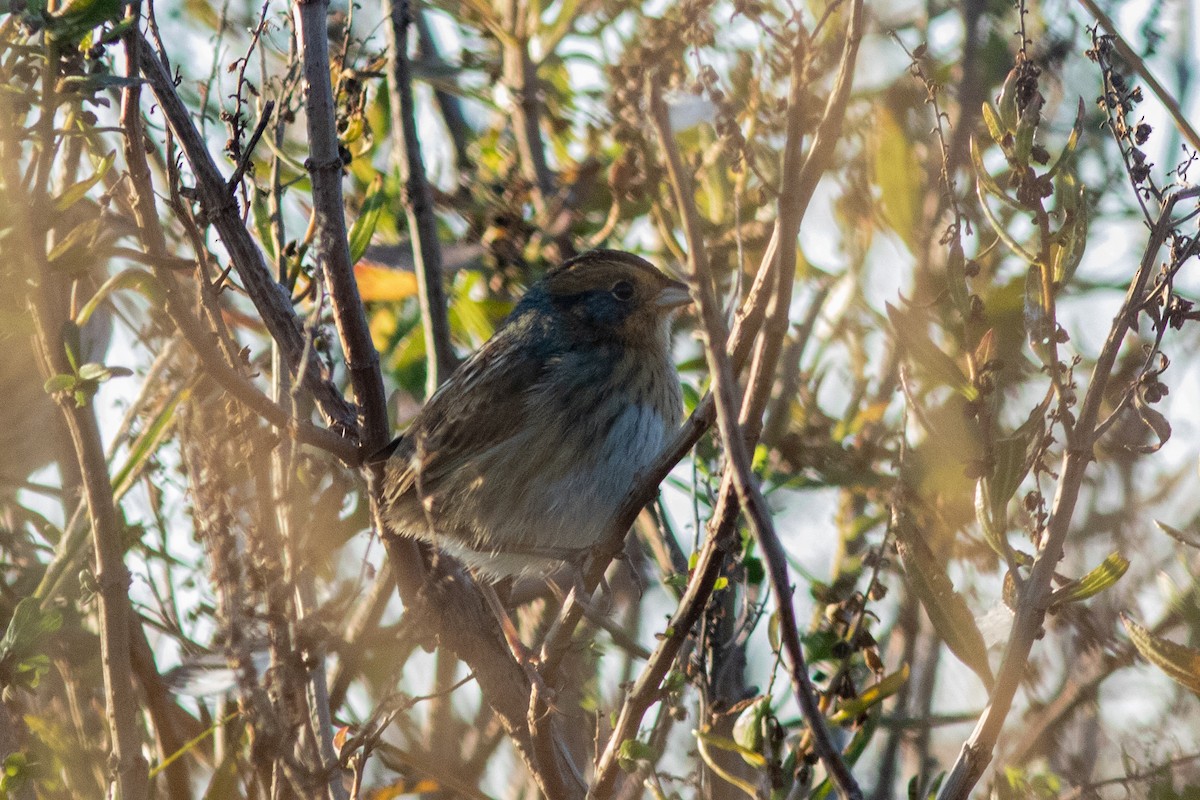 Saltmarsh Sparrow - ML610490976