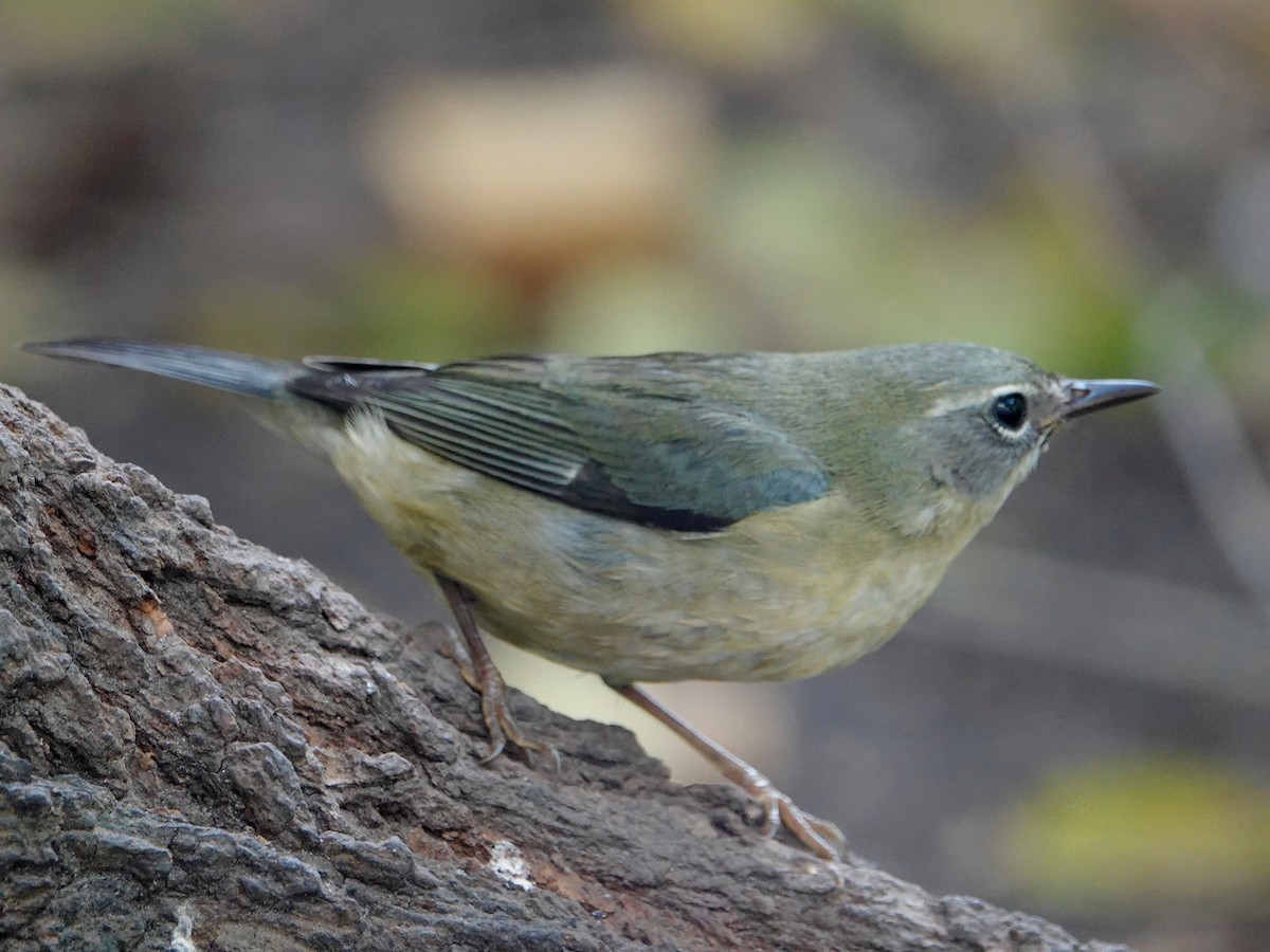 Black-throated Blue Warbler - ML610490989