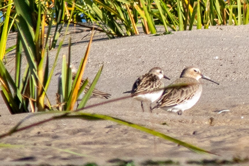 Sandstrandläufer - ML610491007