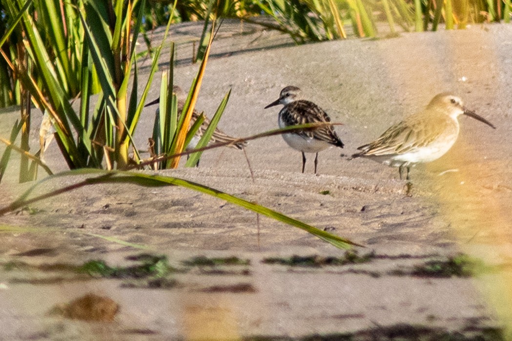 Sandstrandläufer - ML610491008