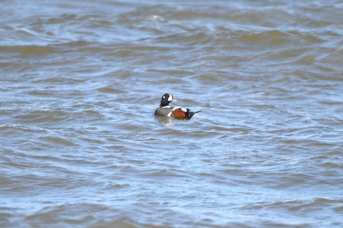 Harlequin Duck - ML610491023