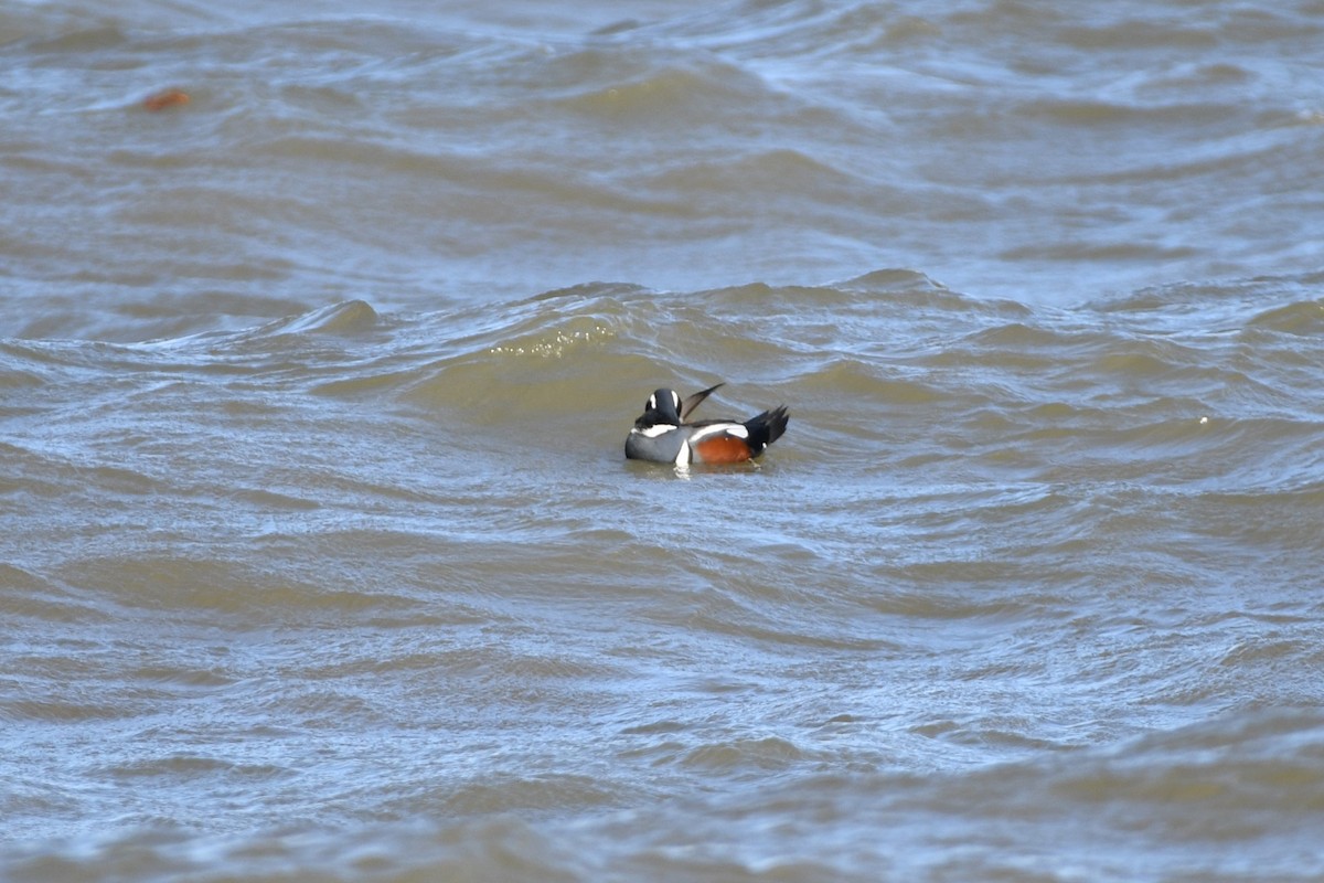 Harlequin Duck - ML610491025