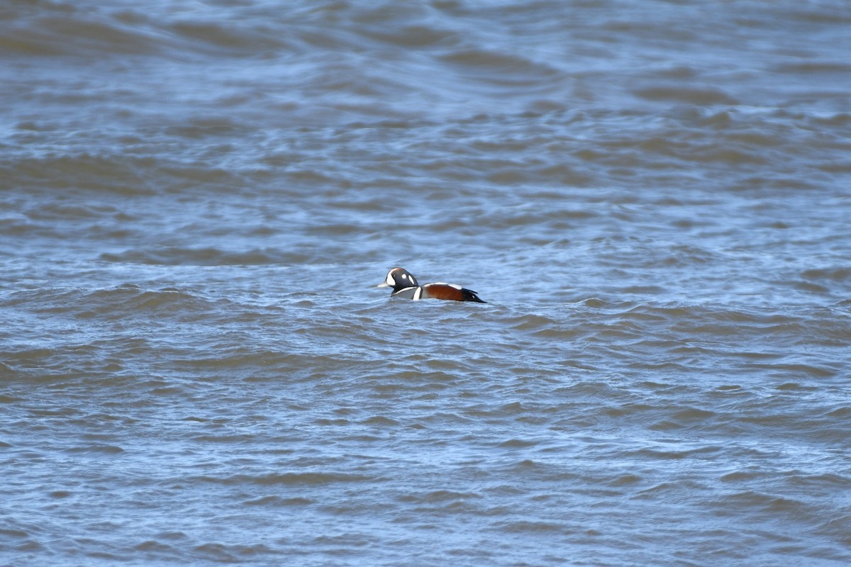 Harlequin Duck - ML610491028