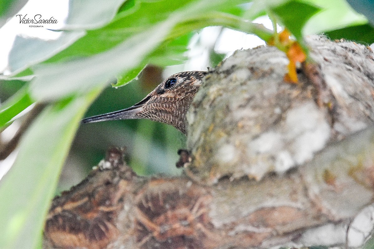 Giant Hummingbird - Víctor Hugo Sarabia Sánchez