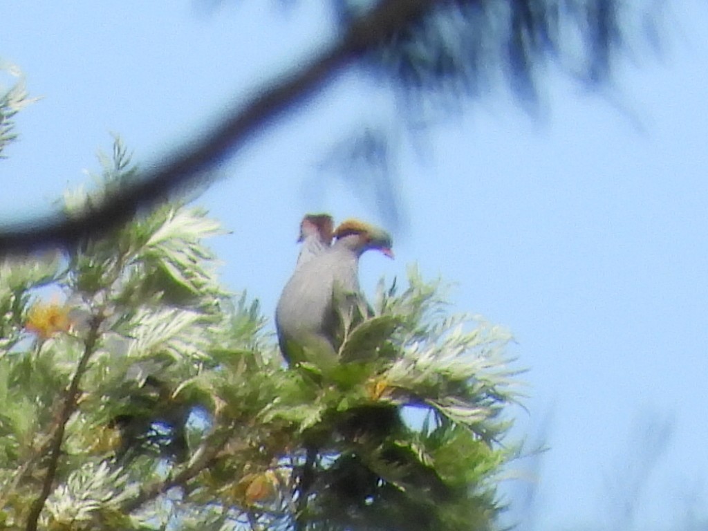 Topknot Pigeon - ML610491067