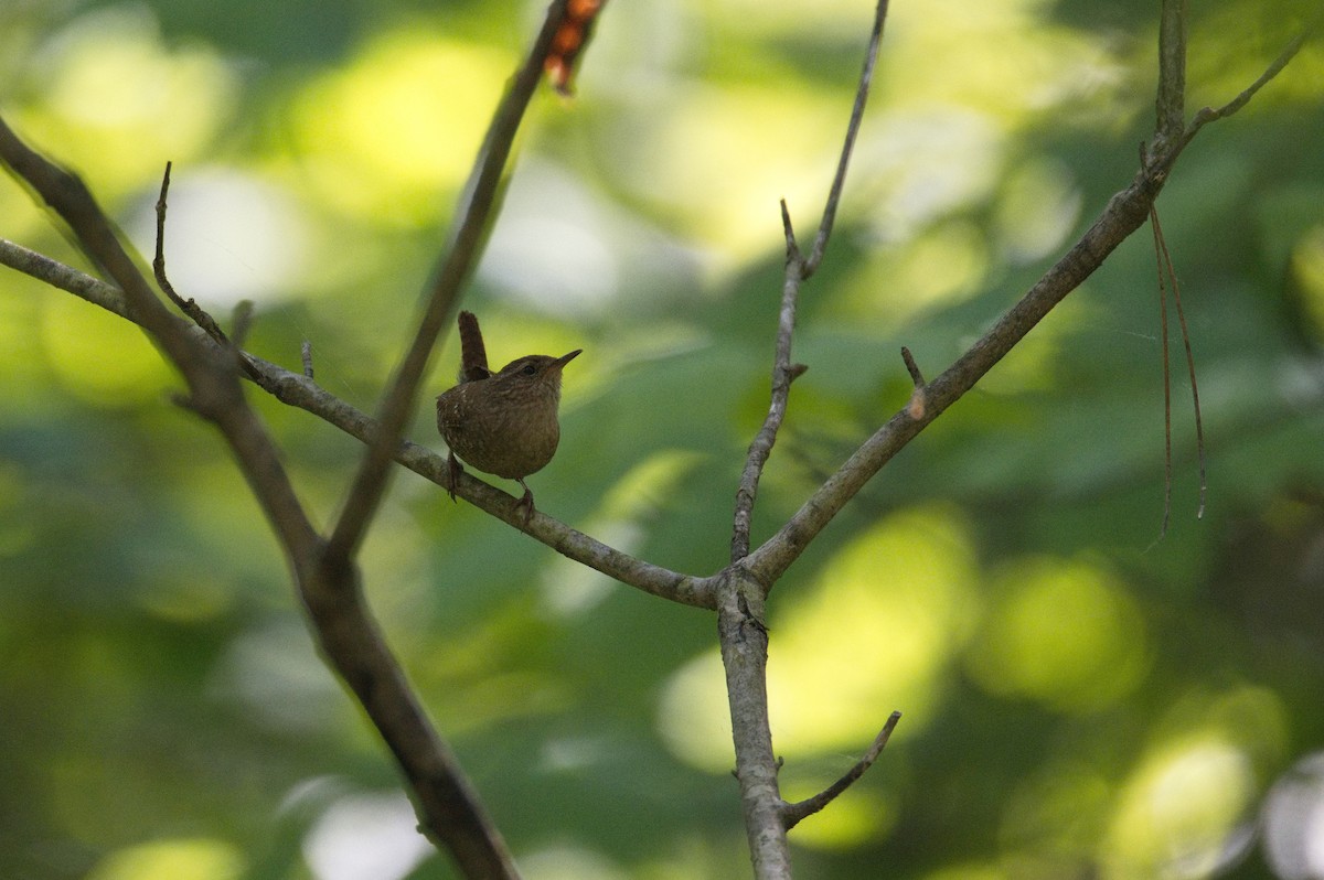 Winter Wren - ML610491071