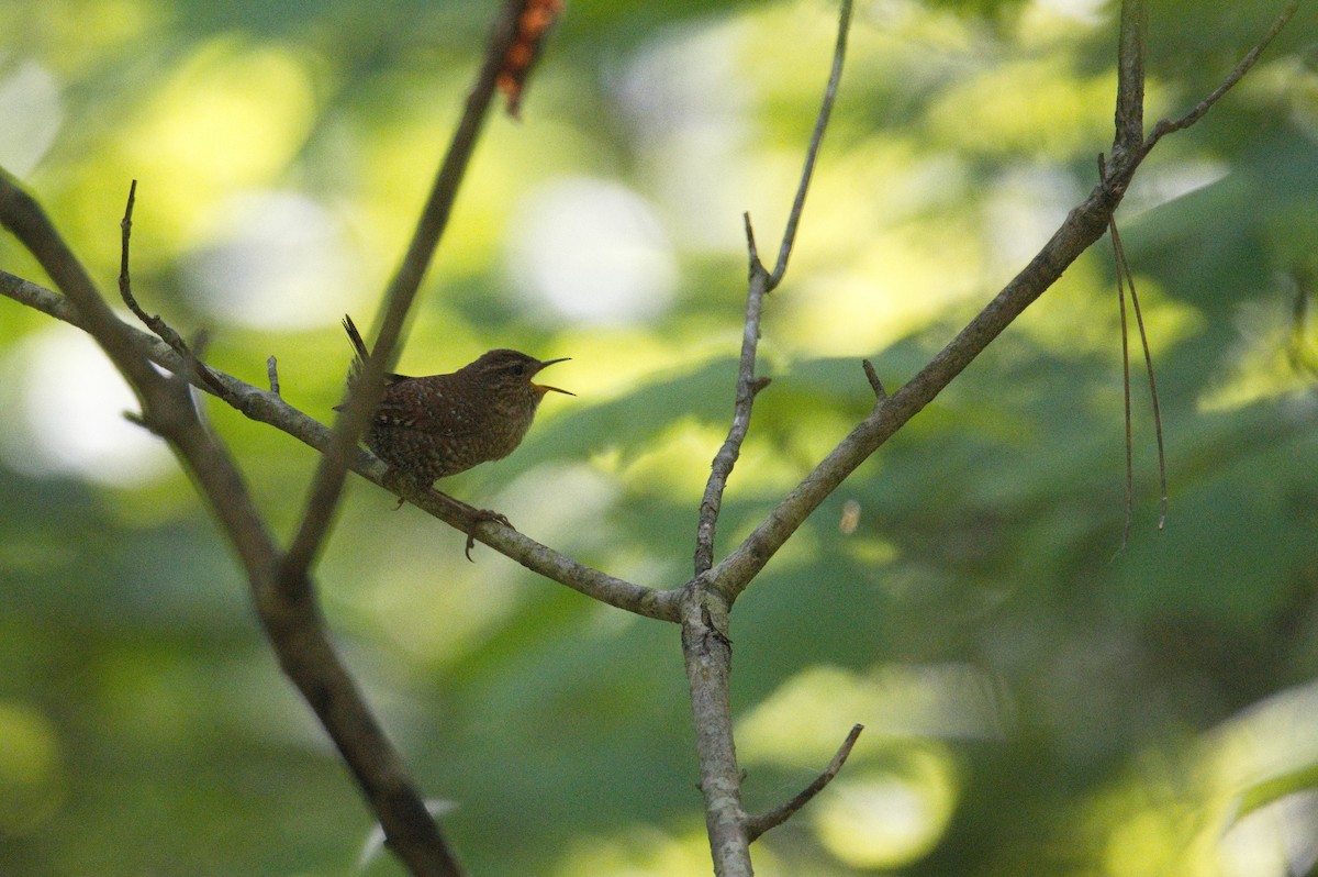 Winter Wren - ML610491073